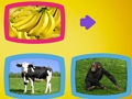 Hra Co zvířata jedí? 