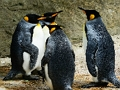 Hra Skládačka King Penguin 