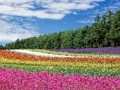 Hra Barevné květinové zahrady Jigsaw 