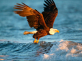 Hra Zvířátka Puzzle Eagle 