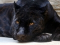 Hra Skládačka Black Panther 