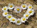 Hra Skládačka Daisy Heart 