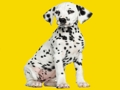 Hra Puzzle Phantom Pups 