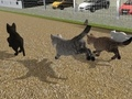 Hra Spusťte závod Cat Cat Race 