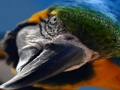 Hra Ptačí skládačka 