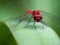 Hra Skládačka Dragon Fly 