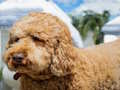 Hra Puzzle Labradoodle 