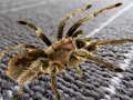 Hra Spider skrytý rozdíl 