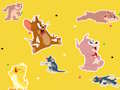 Hra Tom a Jerry Show Najděte to! 