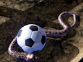 Hra Python Snake Simulator