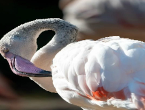 Hra Skládačka Flamingo Bird 