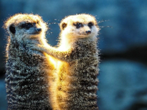 Hra Meerkat pár Jigsaw 