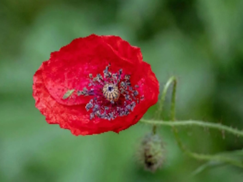 Hra Poppy Nature Flower skládačka 